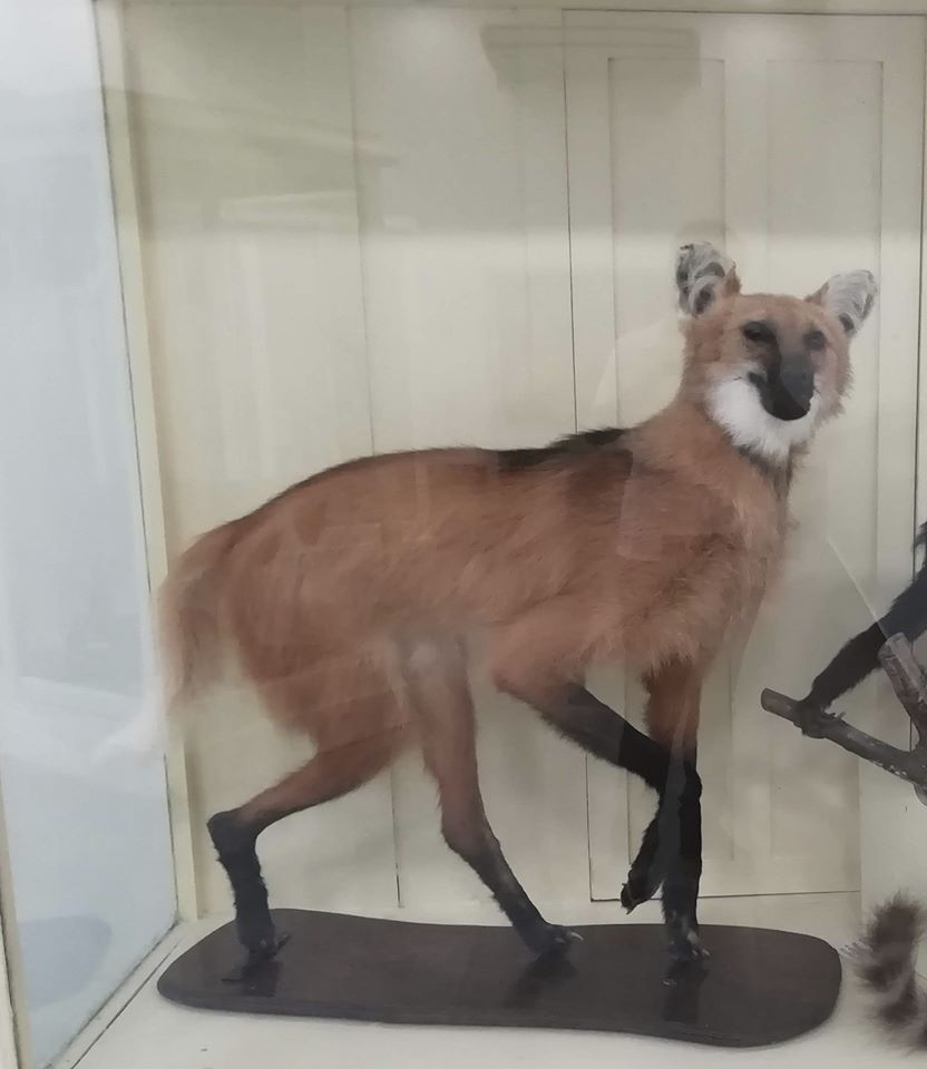 Aguará Guazú del Museo Ciencias Naturales Amado Bonpland