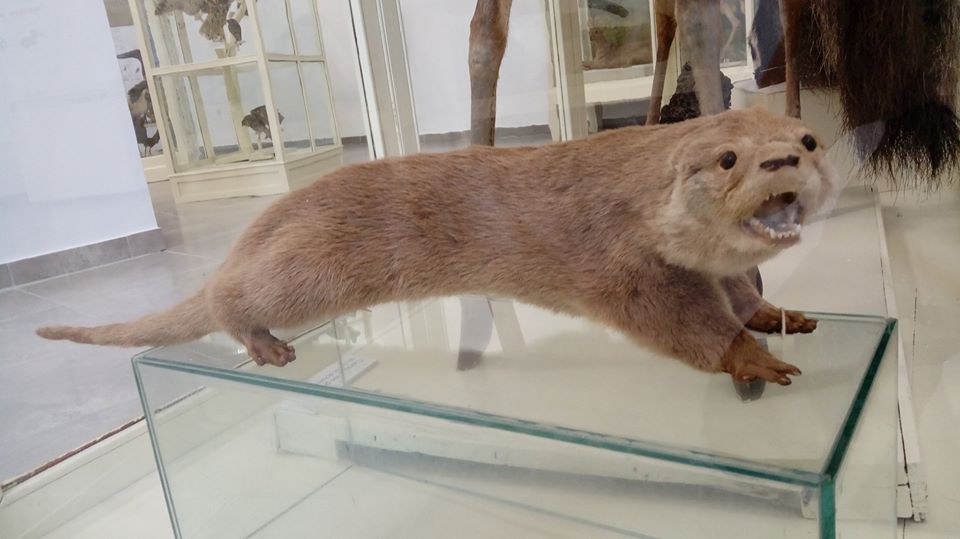 Lobito de Río del Museo Amado Bonpland Corrientes