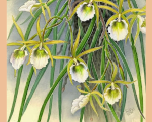 Llega la muestra «Tras la huella del coleccionista de Orquídeas», de Francisco Germán Rojas