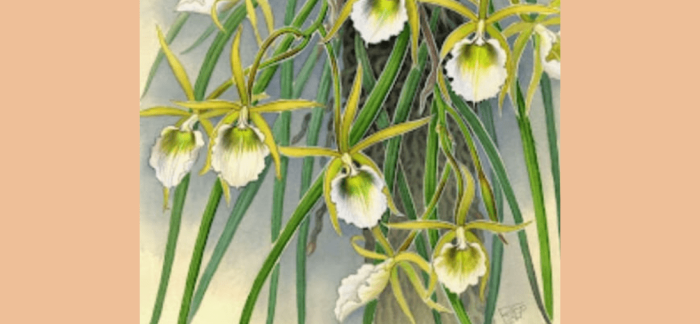 Llega la muestra «Tras la huella del coleccionista de Orquídeas», de Francisco Germán Rojas