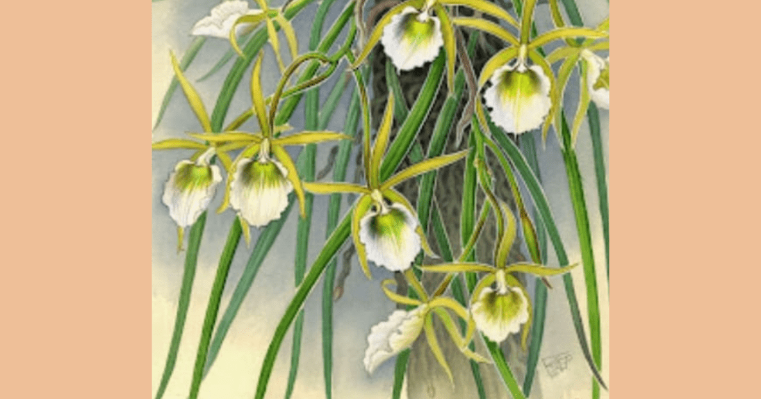 Muestra pintura orquídeas